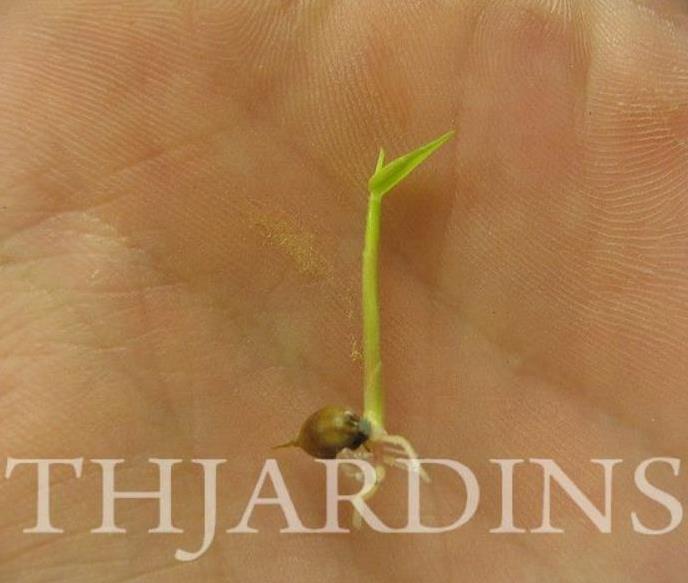 Dendrocalamus strictus - Bambu Ferro - Bambu Gigante Ferro, Bambu Sólido