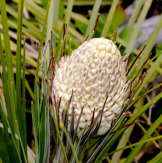 Xerophyllum tenax - Lírio relva, Relva aromática, Grama de urso