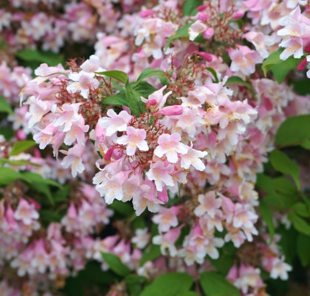 Kolkwitzia amabilis 'Pink Cloud' - Arbusto de Beleza 'Nuvem Rosa', Arbusto Nuvem Rosa, Pink Beautybush