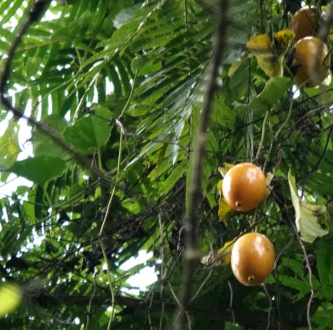 Melothria dulcis - Melotria Doce, Mini Melancia Doce, Pepino doce