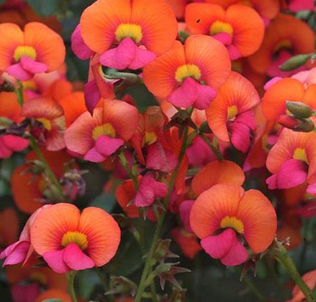 Chorizema diversifolium - Trepadeira Ervilha de Chama, Ervilha Chamas de Fogo, Ervilha Flamejante, Trepade