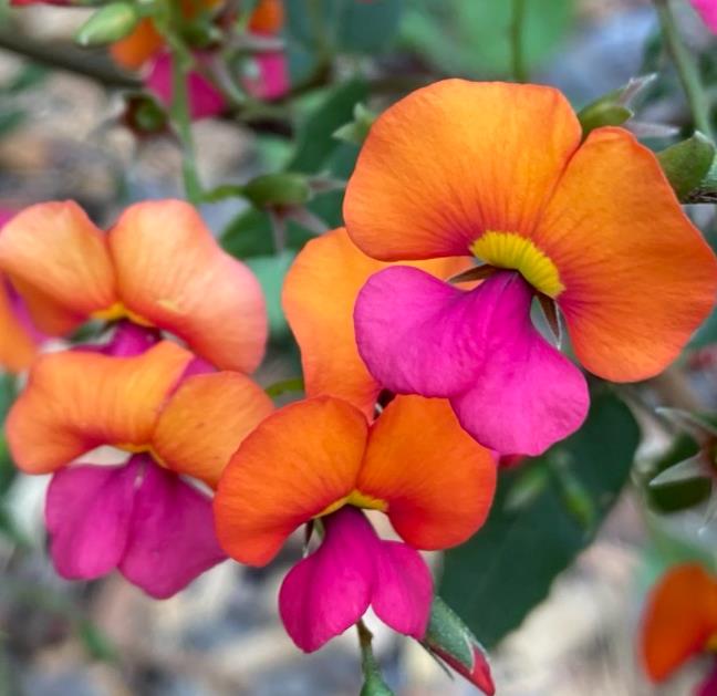 Chorizema diversifolium - Trepadeira Ervilha de Chama, Ervilha Chamas de Fogo, Ervilha Flamejante, Trepade