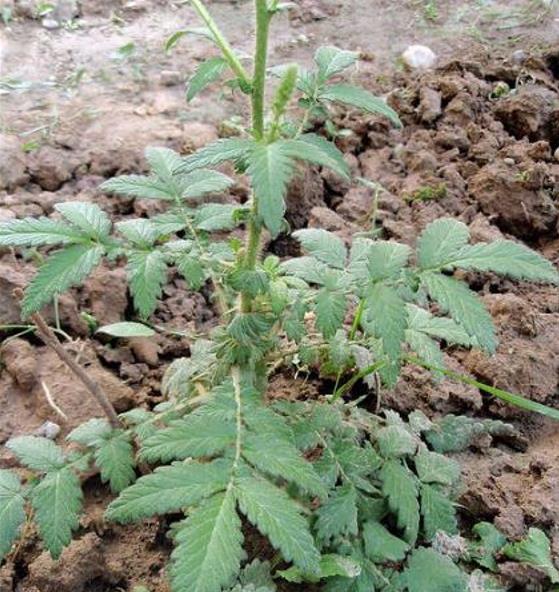 Agrimonia eupatoria - Eupatória, Erva Milagrosa, Erva dos Gregos, Erva Hepática, Campanários de Igreja