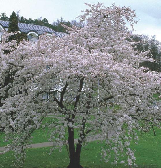 Prunus Yedoensis X - Cerejeira Ornamental, Cereja De Tóquio, Cerejeira Do Japão, Cereja Yoshino