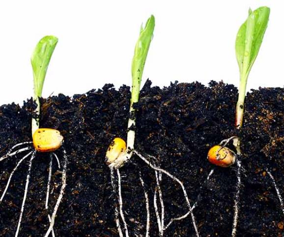 Zea Mays Osage Brown (Certificação Orgânica) - Milho Chocolate do Povo Osage, Milho chocolate