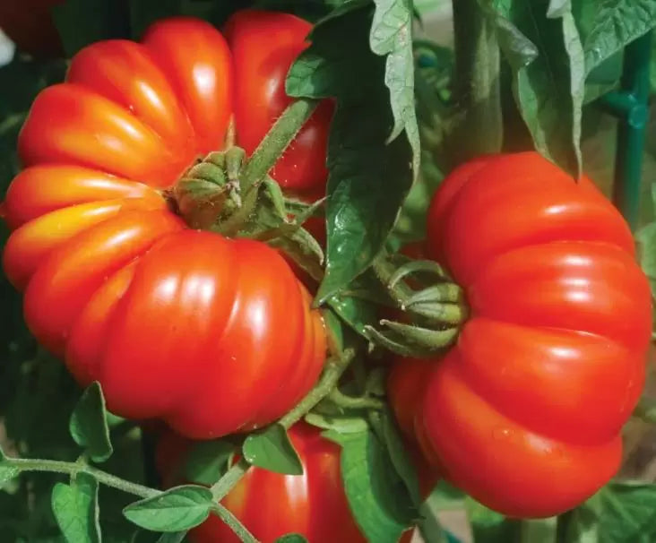 Solanum lycopersicon Costoluto genovese (Orgânico) -  Tomate Costoluto Fiorentino