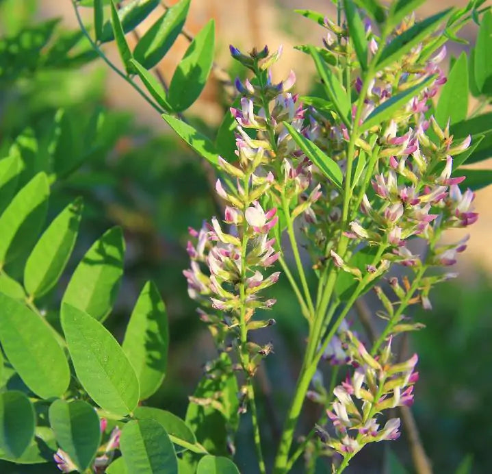 Glycyrrhiza glabra - Alcaçuz, Liquorice, Licorice, Raiz doce, Regaliz