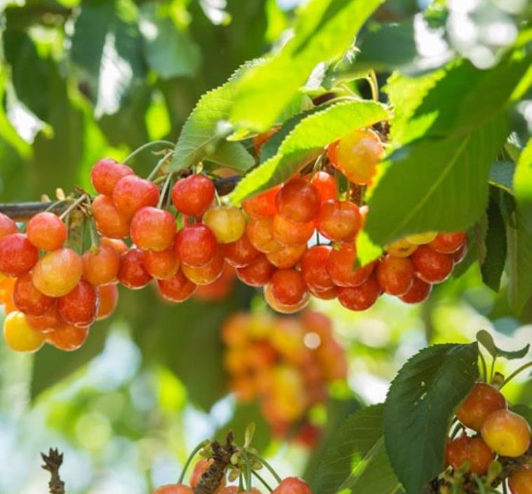 Prunus avium 'Bing' + Prunus avium 'Rainier' - Cereja Doce, Cereja de Natal