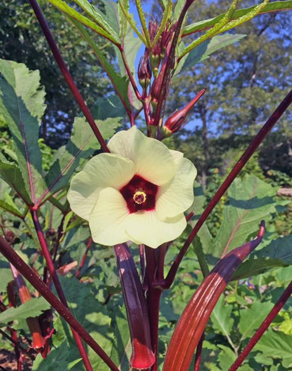 Abelmoschus esculentus Red Burgundy - Quiabo Vermelho Borgonha