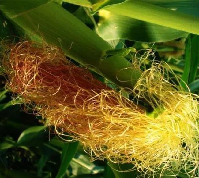 Zea mays Chapalote (C.O.) - Milho Chapalote, Milho Chapalote Amêndoa