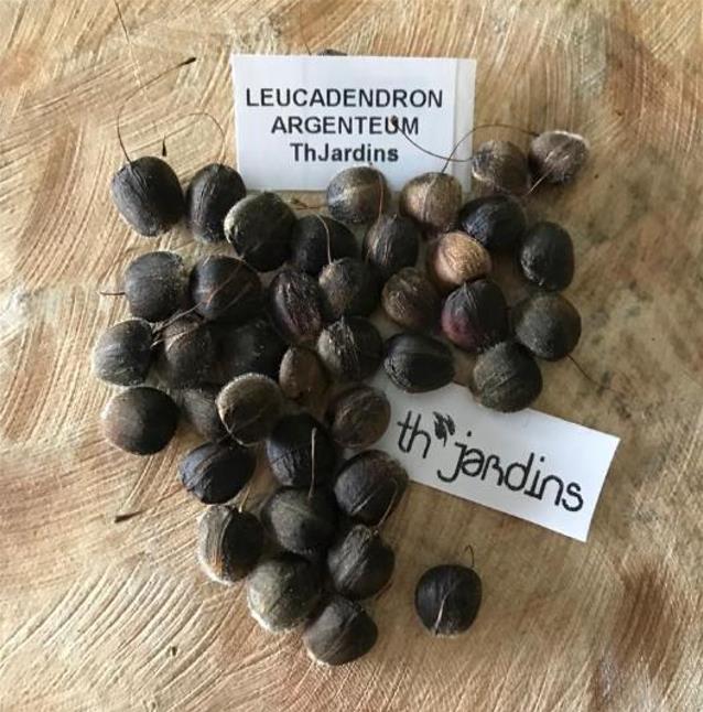 Leucadendron argenteum - Protea Árvore de Prata, Silver Tree, Leucadendron Prata