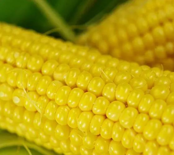 Zea mays Buhl Sweet (C.O.) - Milho Doce 'Buhl'