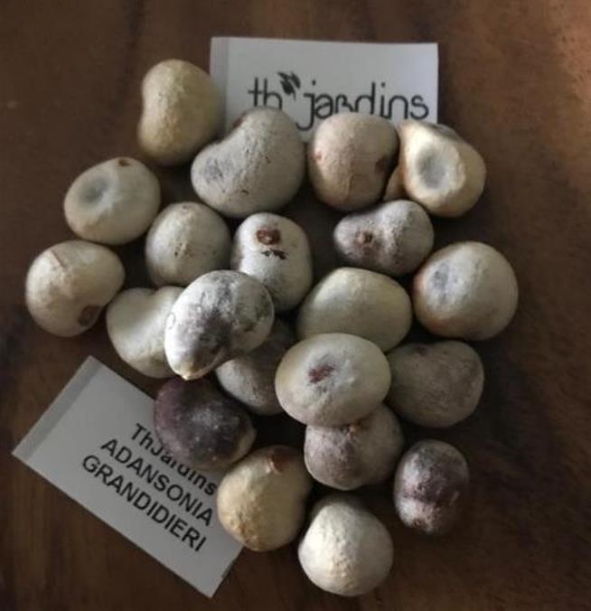 Adansonia grandidieri - Baobá Grandidieri, Baobá de Madagascar, Baobá de Morondava