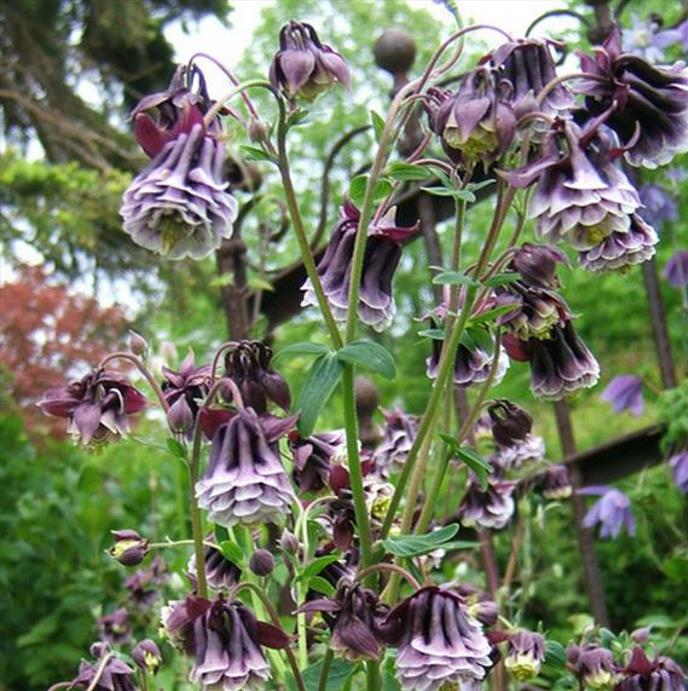 Aquilegia 'Double Pleat' blackberry - Aquilegia Dobrada Flor de Clematis, Columbina Dobrada Plissada Blackberry