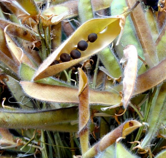 Lathyrus odoratus x belinensis 'Erewhon' - Ervilha Doce 'Erewhon', Trepadeira Ervilha de Cheiro 'Erewhon', Lathyrus odor