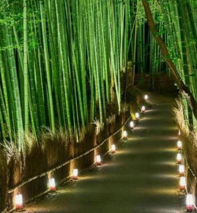 Phyllostachys pubescens (Phyllostachys edulis) - Bambu Mossô, Bambu Gigante Mossô