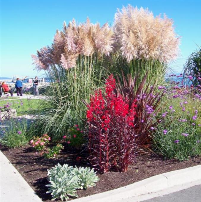 Lobelia cardinalis 'Queen Victoria' - Lobelia Rainha Victoria, Flor Cardeal 'Rainha Vitória', Lobelia Esplêndida, Lob