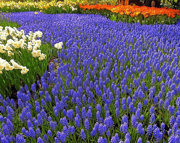 Muscari armeniacum - Jacinto Uva, Jacinto de uva Armênio