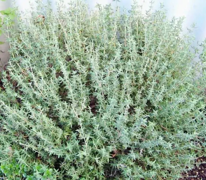 Thymus vulgaris Provence - Tomilho Francês, Tomilho da Provença, Tomilho Provençal, Timo Francês