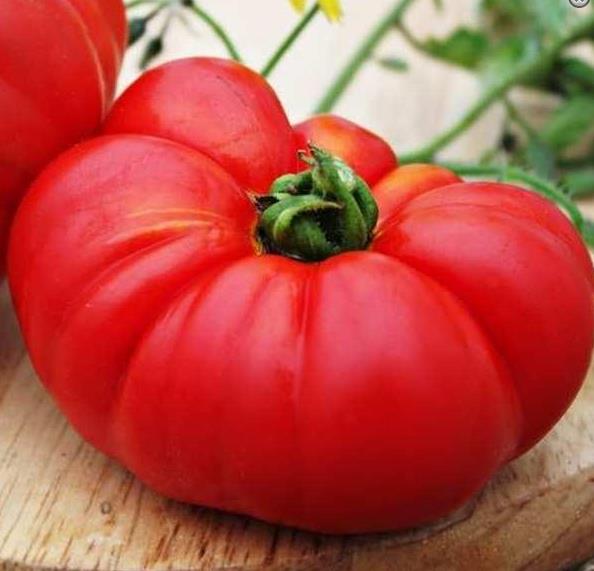 Solanum lycopersicon Gigante Liscio (Nova seleção com Certificação Orgânica) - Tomate Gigante Liscio (Nova Seleção)