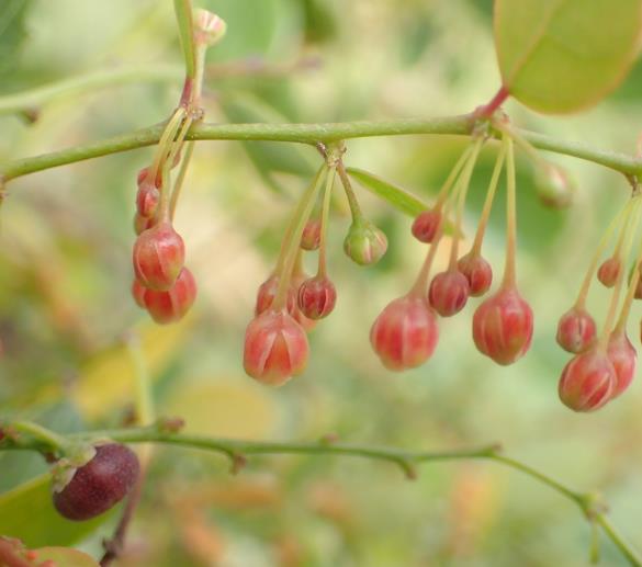 Phyllanthus reticulatus (Kirganelia reticulata) - Groselha da África, Planta da Batata Assada, Arbusto Batata Assada, Ro