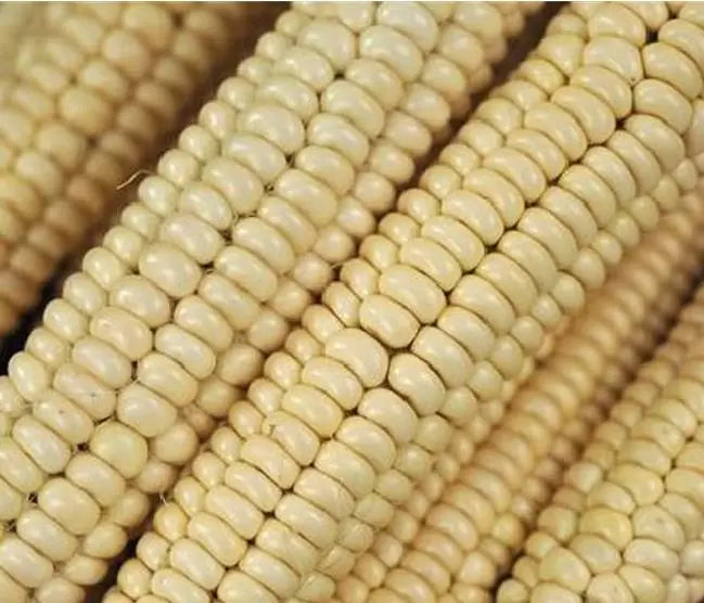 Zea mays Papa's White (Certificação Orgânica) - Milho Branco Marfim de Papas, Milho Marfim Papa's Ed Schultz