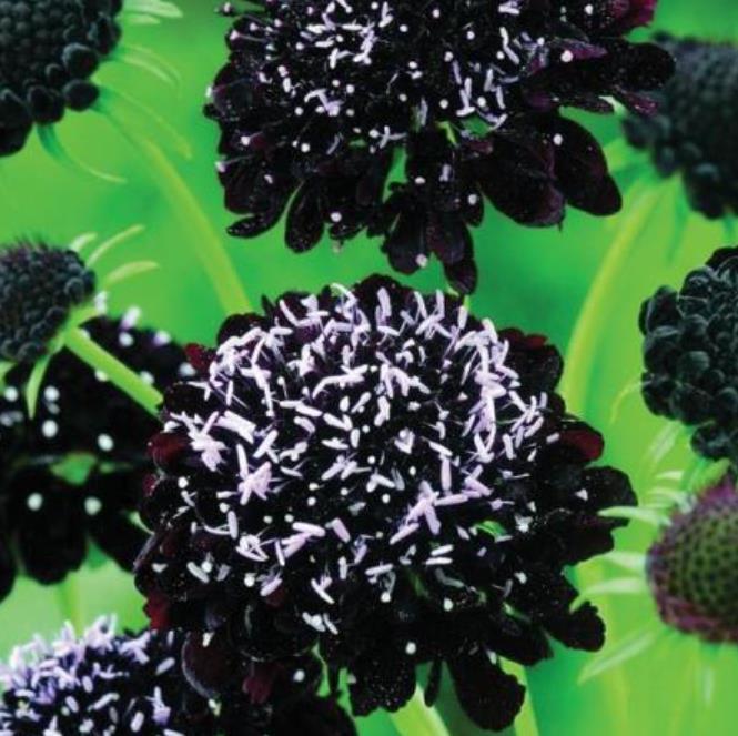 Scabiosa atropurpurea Black Knight - Doce Escabiosa Floração Negra, Flor da Saudade, Escabiosa dos Jardins (Negra)