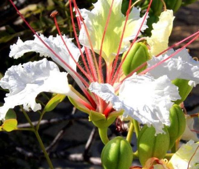 Delonix decaryi - Flamboyant Garrafa, Decary's Poinciana, Poinciana adansonioides Decaryi