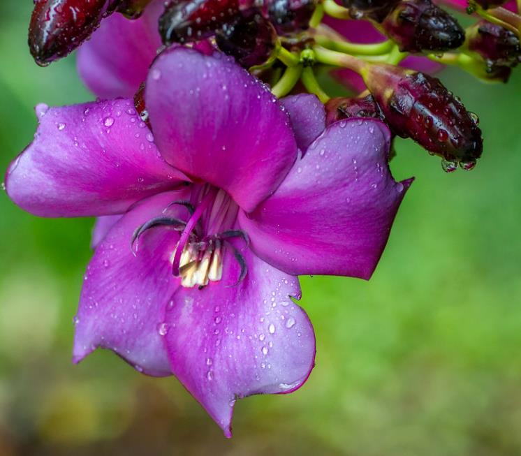 Meriania nobilis - Manacá Colombiano, Meriania, Amarrabollo, Amaraboyo