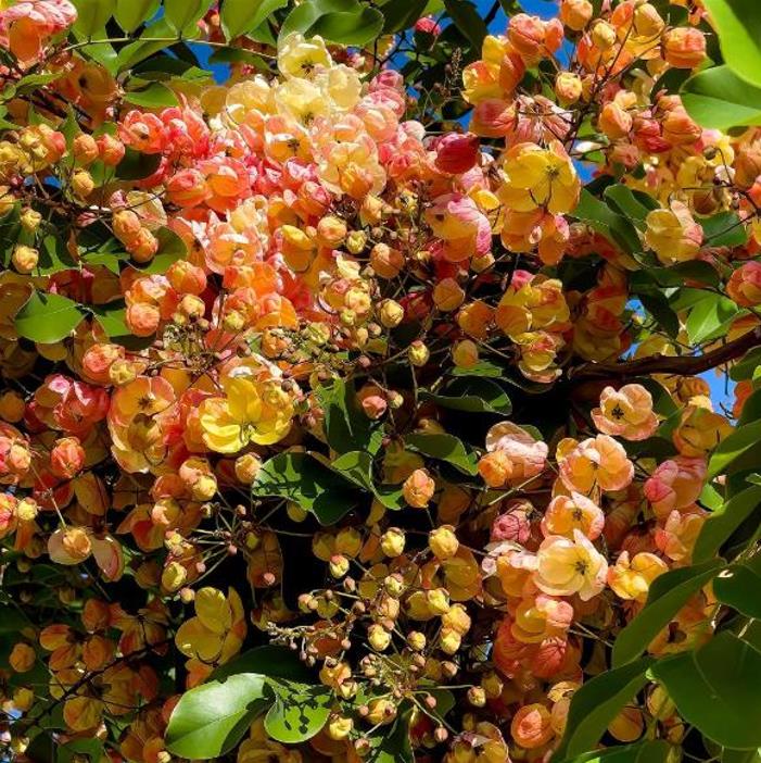 Cassia roxburghii (Cassia marginata) - Cassia vermelha, Árvore chuveiro vermelho, Árvore de Chuva Arco-Íris, Senna do C