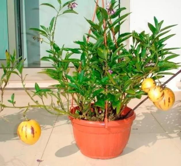 Solanum muricatum - Melão-Pera, Melão Andino, Melão dos Andes, Pepino doce