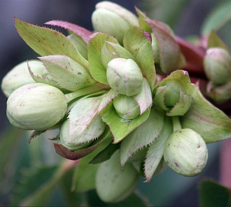 Helleborus argutifolius - Heléboro da Córsega, Rosa de Natal da Córsega, Flor de Cristo, Heléboro Folhas d