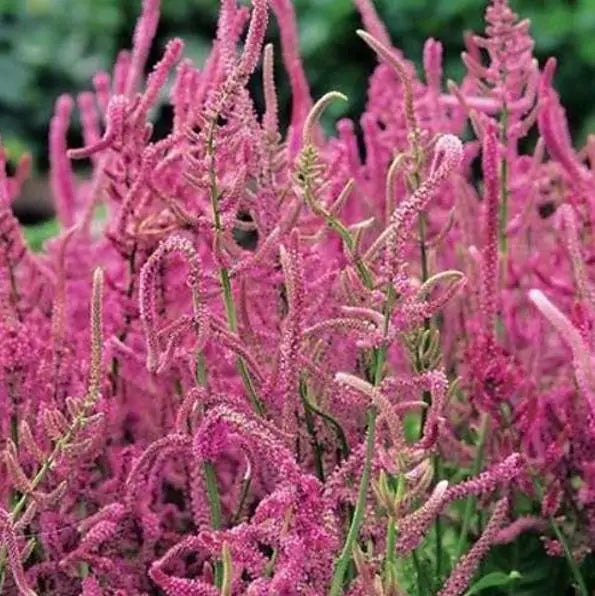 Psylliostachys suworowii Pink Pokers - Alecrim Do Pântano, Alecrim Pink Pokers, Lavanda Mar, Limonium Suworowii