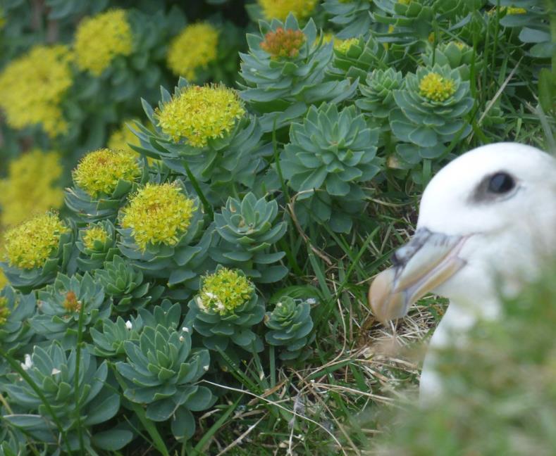 Rhodiola rosea - Raiz de Ouro, Rhodiola, Raiz Dourada, Raiz do Ártico, Roseroot, Golden Root