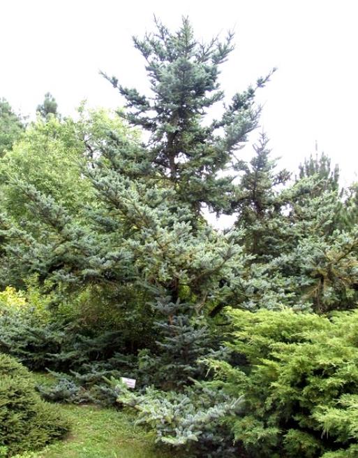 Picea jezoensis - Pinheiro abeto Jezo