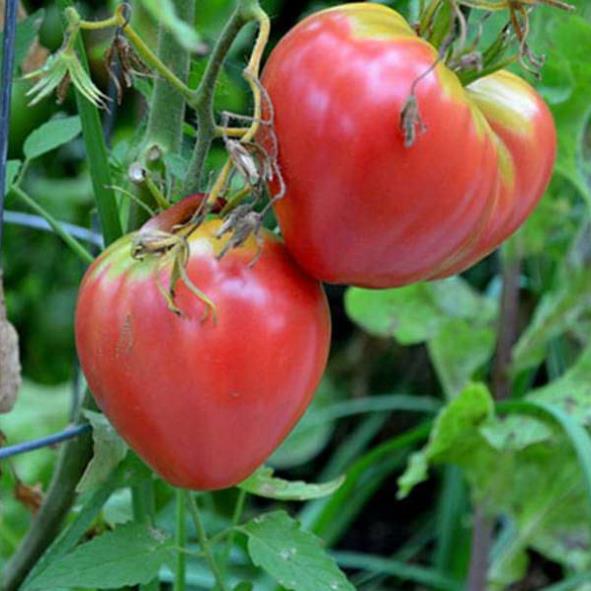Solanum lycopersicon Oxheart Giant (C.O) - Tomate Gigante Coração-de-Boi, Tomate Coração de Boi Gigante