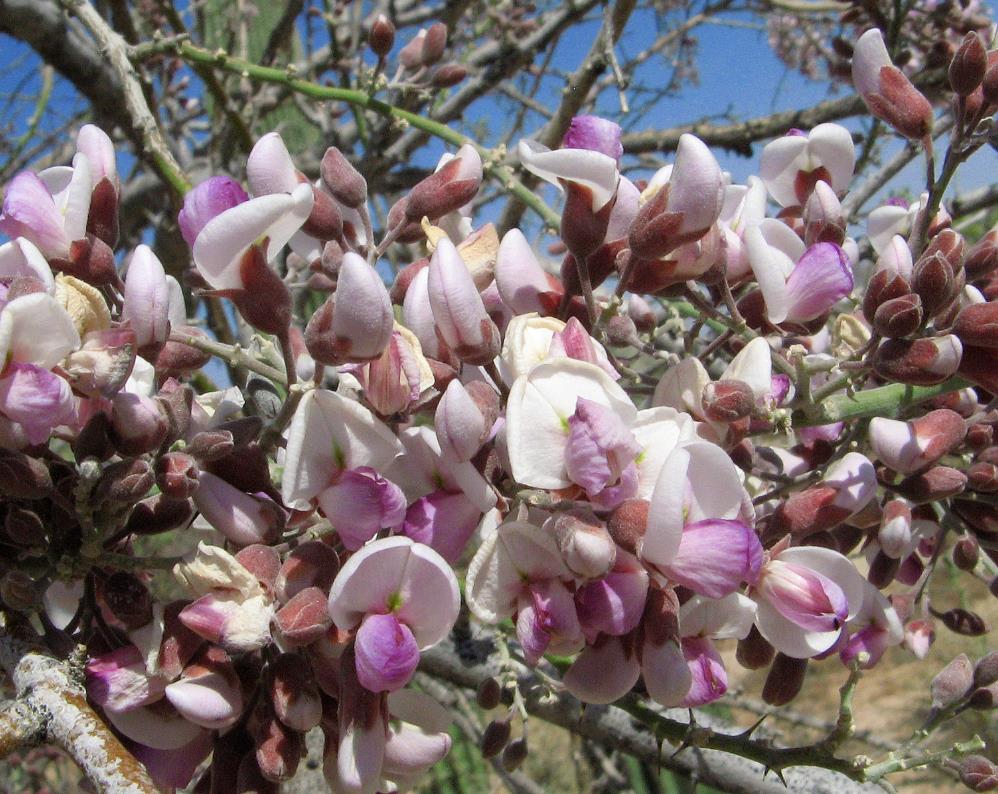 Olneya tesota - Madeira de Ferro do Deserto, Pau-Ferro do Deserto, Desert Ironwood