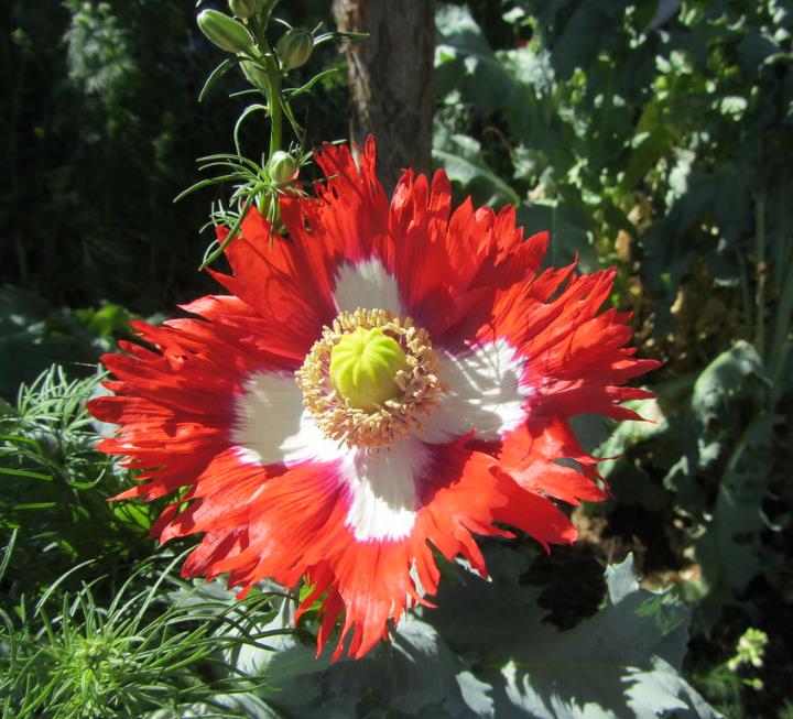 Papaver somniferum 'Danebrog Danish Flag' - Papoula Bandeira da Dinamarca, Papoula Franjada, Papoula Emplumada, Danish F