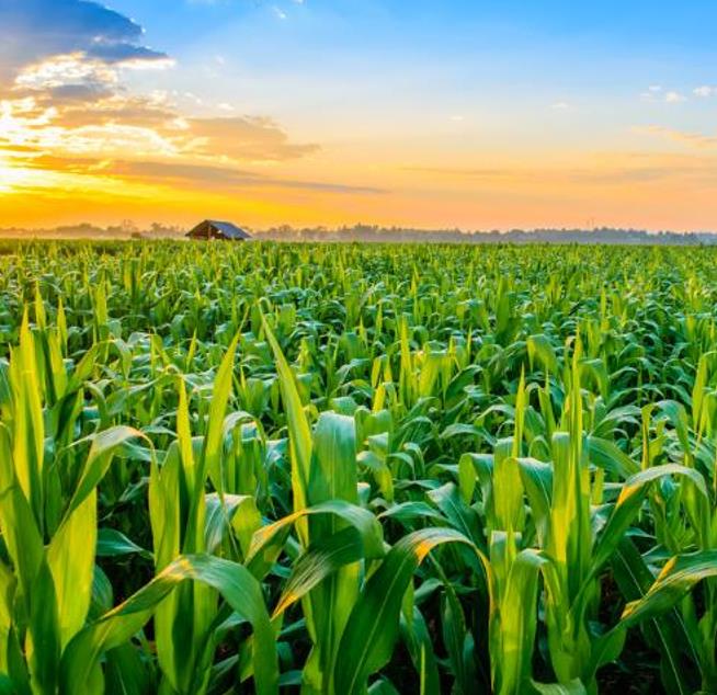 Zea mays Atomic Orange (Certificação Orgânica) - Milho Precoce Ed Schultz Atomic Orange, Milho Laranja Atômica, Milho At