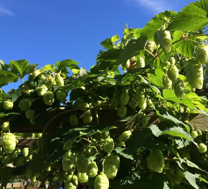 Humulus lupulus - Lúpulo