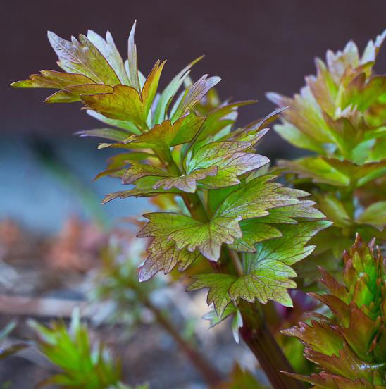 Levisticum officinale - Levistico, Liveche, Lovage, Erva Maggi, Folhas de Ligústica
