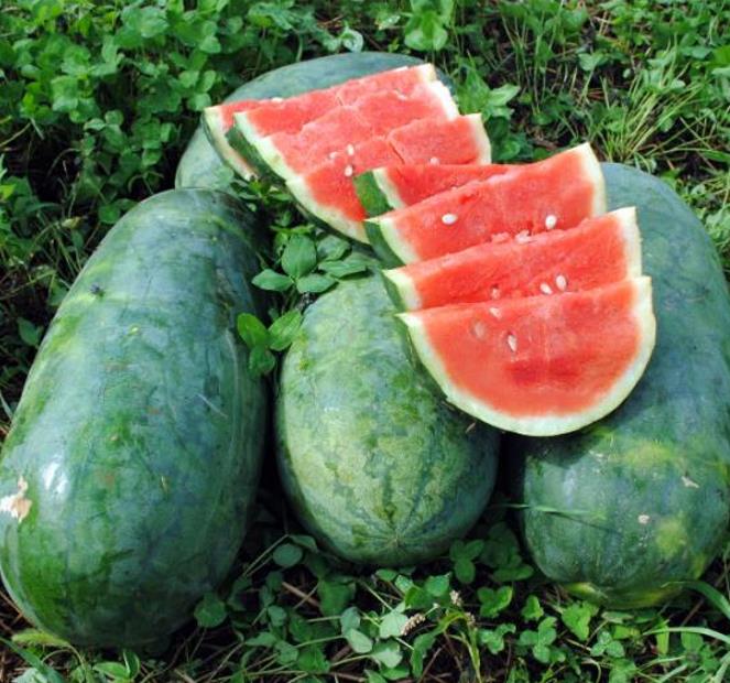 Citrullus lanatus Strawberry - Melancia Morango