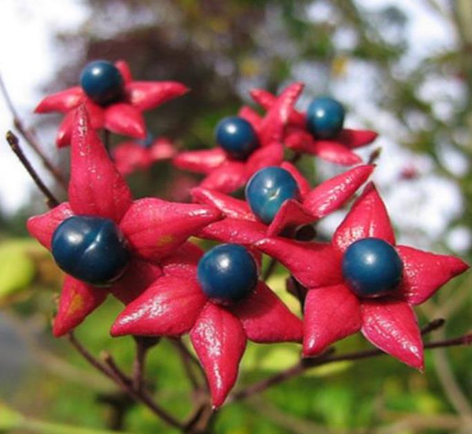Clerodendrum trichotomum 'Fargesii' - Clerodendro Glorioso, Clerodendro Arlequim, Árvore Manteiga de Amendoim, Arlequi