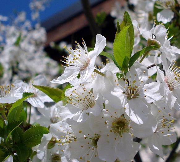Prunus domestica 'Nutmeg Plum' - Ameixeira, Ameixa Noz-moscada, Ameixa Noz Moscada