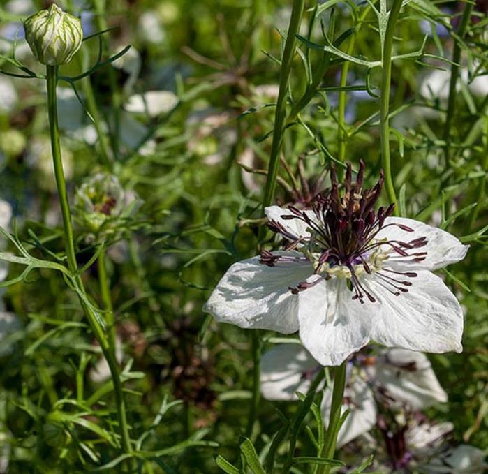 Nigella papillosa 'African Bride' - Amor em uma Névoa Rainha Africana, Love in a Mist, Flor Amor na Neblina, Nigella