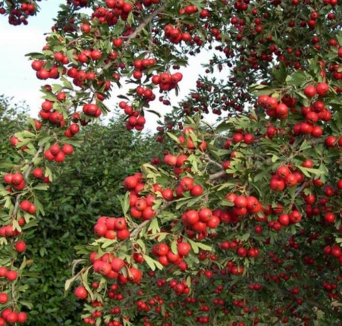 Crataegus azarolus - Planta do Coração, Espinheiro do Mediterrâneo, Azarole, Hawthorn Berry