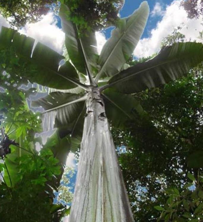 Musa ingens - Bananeira Gigante, Banana Gigante das Terras Altas
