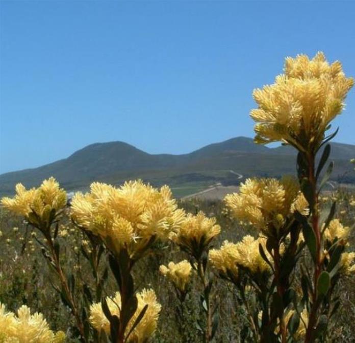 Aulax umbellata - Protea Aulax Umbellata, Featherbush, Broad-leaf Featherbush