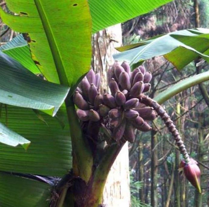 Musa itinerans burmese blue - Banana birmanesa azul