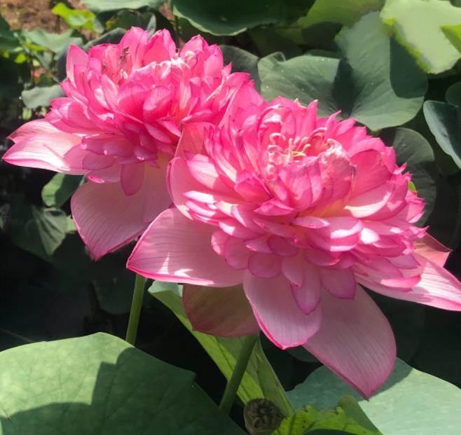 Nelumbo nucifera 'Roseum Plenum' - Lótus Rosa Plena , Flor de Lótus Rosa Dobrada, Lótus Sagrado, Lótus-da-Índia